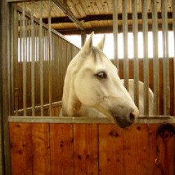 Pferdehof Reitanlage Birkenhof Oppin bei Halle