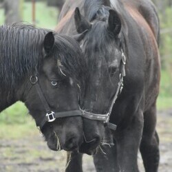 Pferdehof Reitanlage Birkenhof Oppin bei Halle