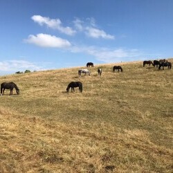 Pferdehof Reitanlage Birkenhof Oppin bei Halle