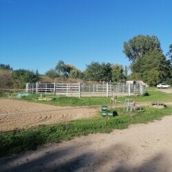 Pferdehof Reitanlage Birkenhof Oppin bei Halle