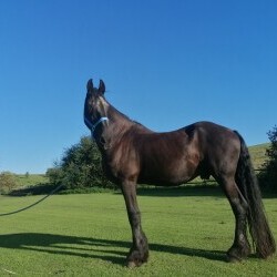 Pferdehof Reitanlage Birkenhof Oppin bei Halle