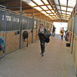 Pferdehof Reitanlage Birkenhof Oppin bei Halle