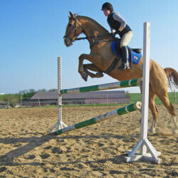 Pferdehof Reitanlage Birkenhof Oppin bei Halle