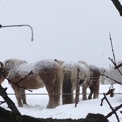 Pferdehof Reitanlage Birkenhof Oppin bei Halle