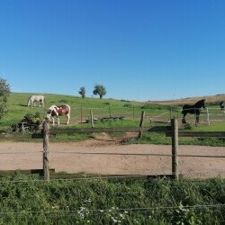 Pferdehof Reitanlage Birkenhof Oppin bei Halle